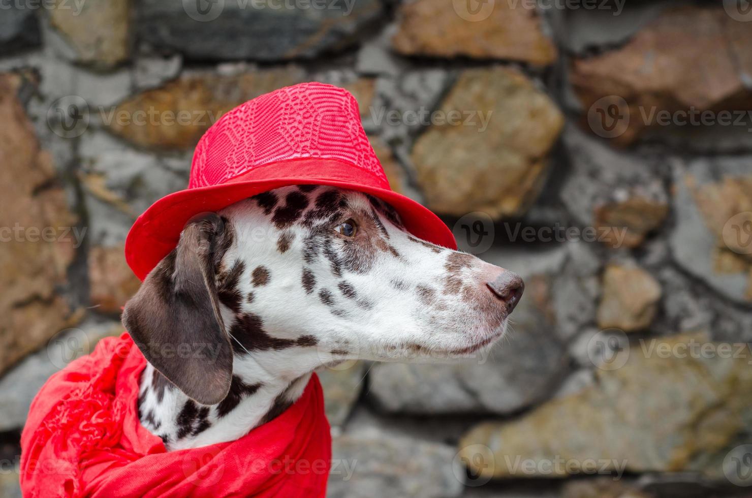 cane dalmata in sciarpa e cappello rosso foto