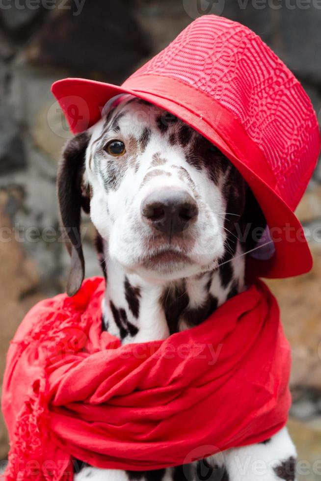 dalmata che indossa un cappello rosso e una sciarpa foto