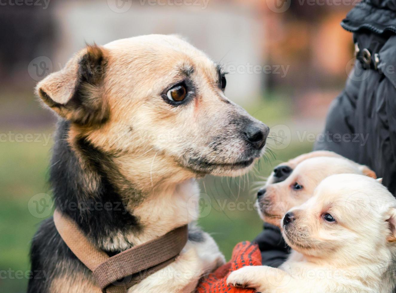 cane adulto e cuccioli con un uomo foto