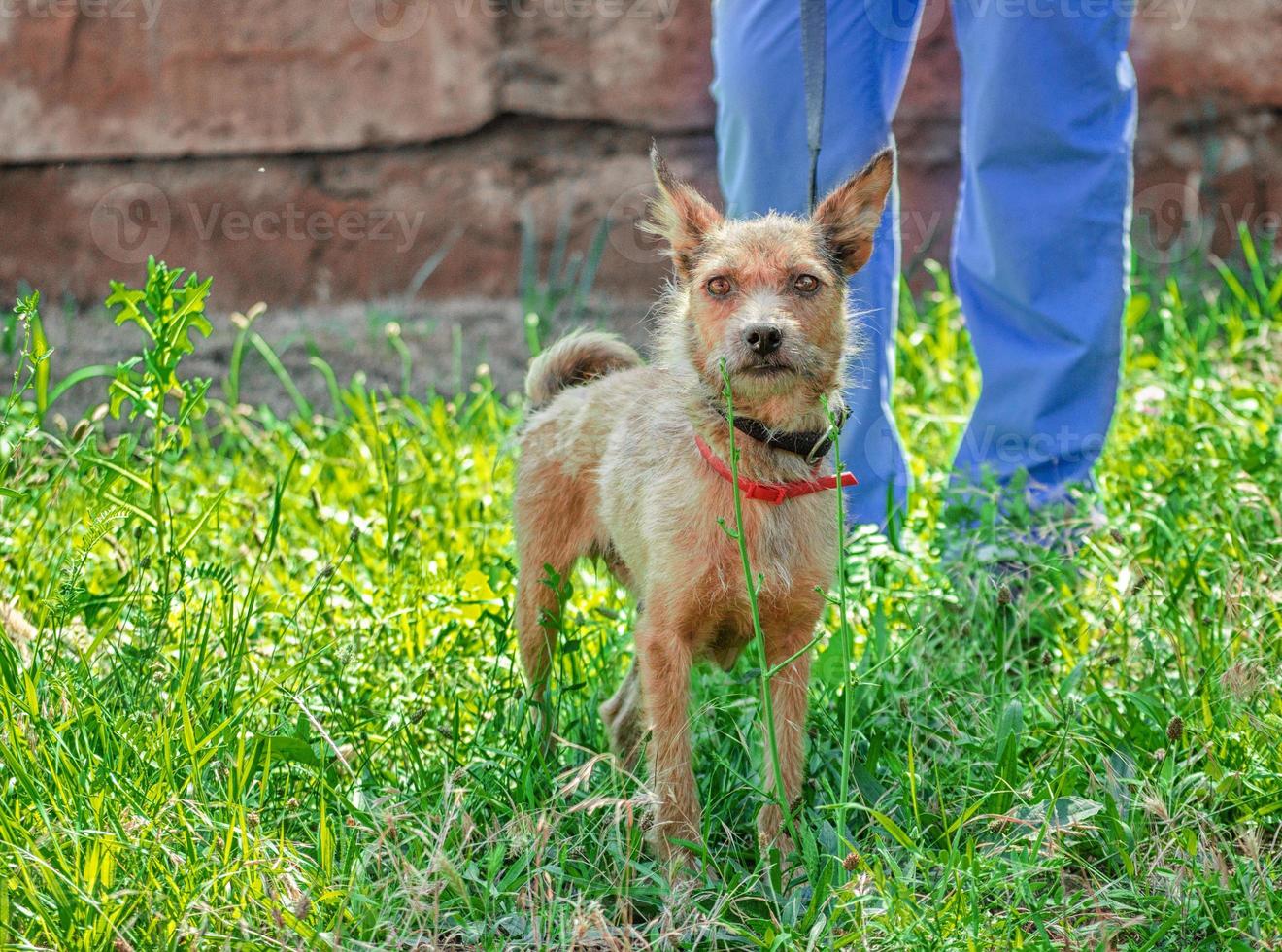 cane irsuto sul prato con il proprietario foto