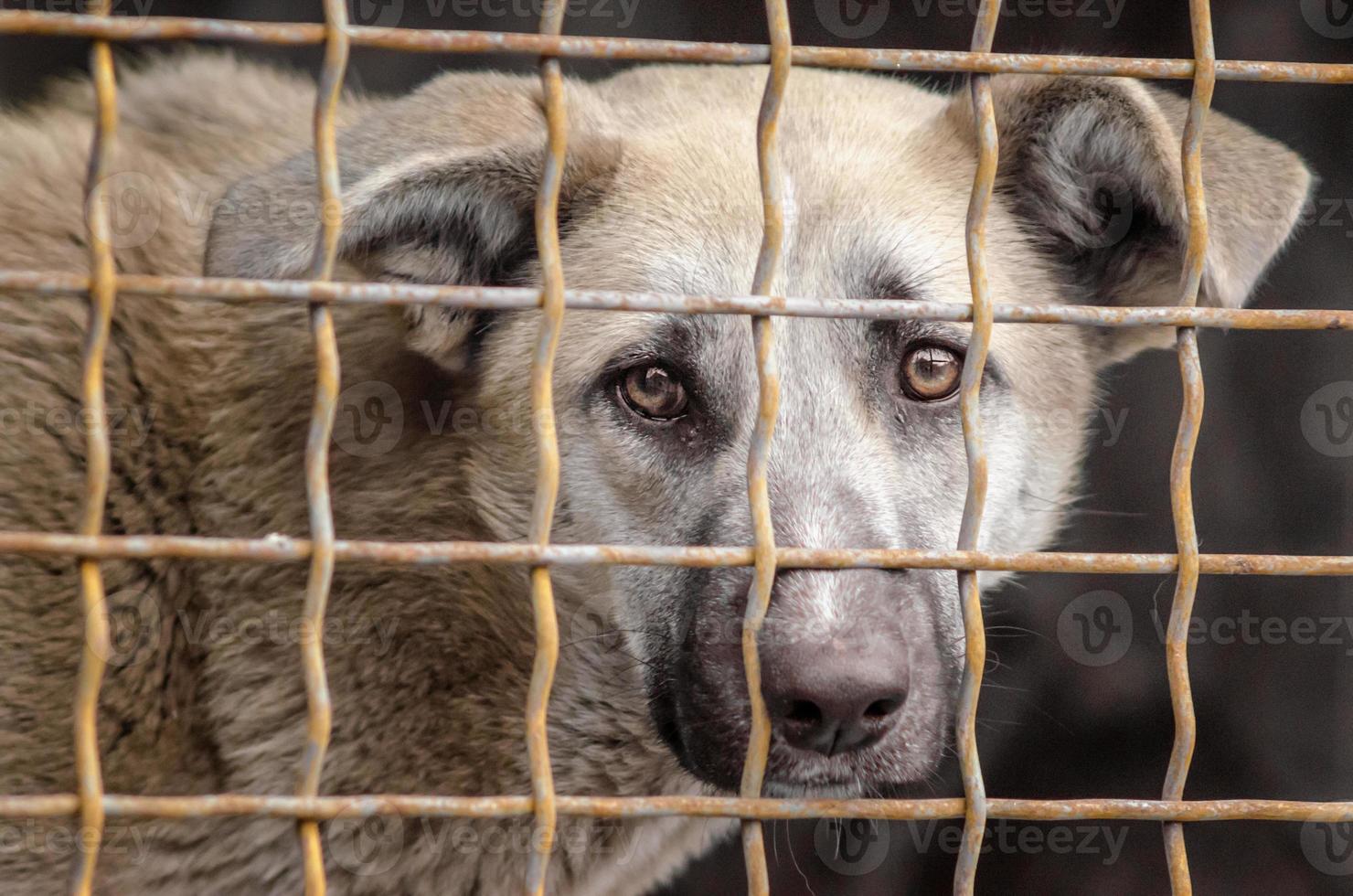 cane in una gabbia di metallo foto