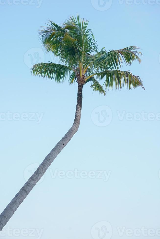 alto angolo Visualizza di Noce di cocco albero isolato su il blu cielo sfondo foto