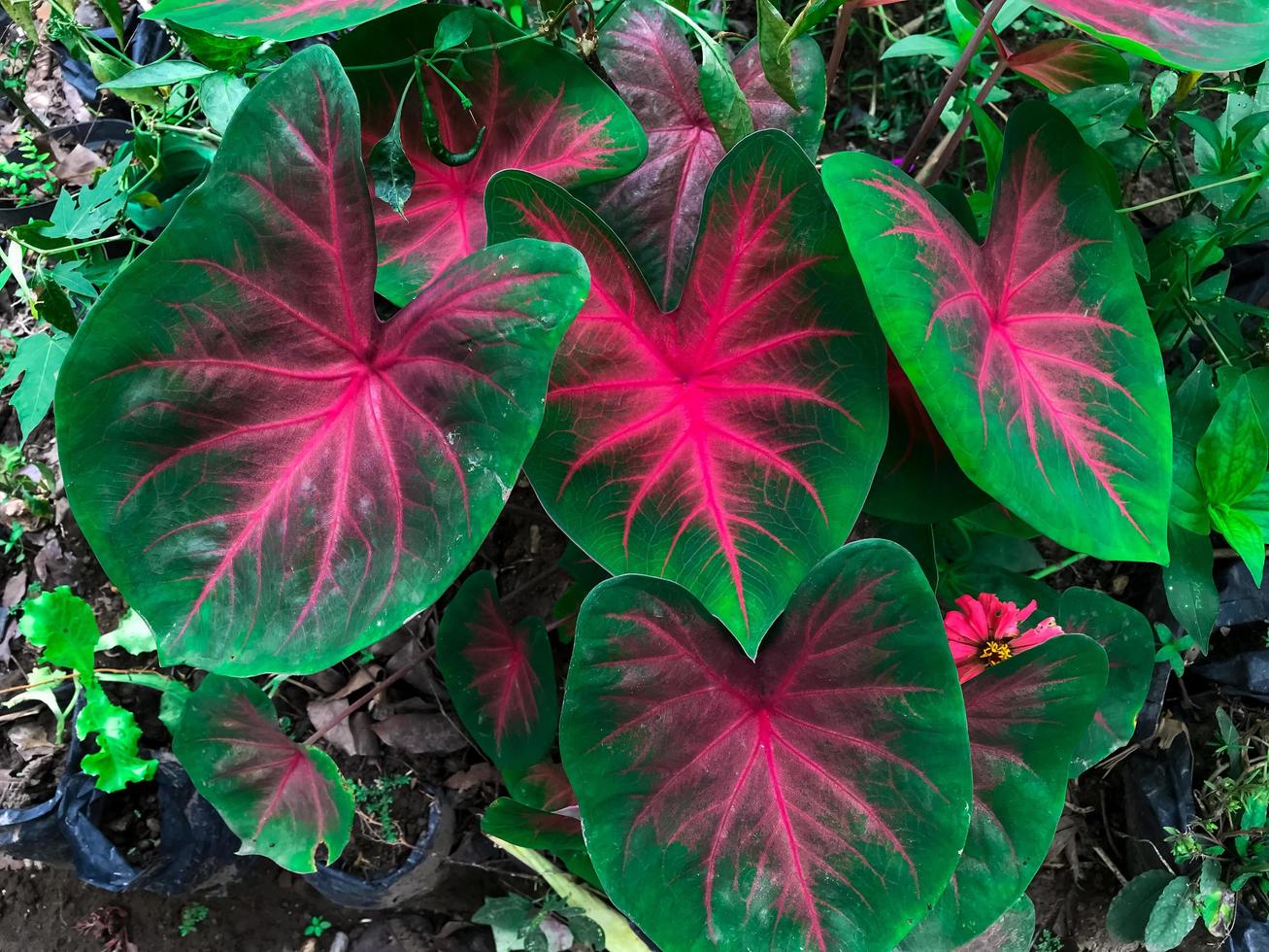 selettivo messa a fuoco caladium bicolor le foglie o keladi merah. foto