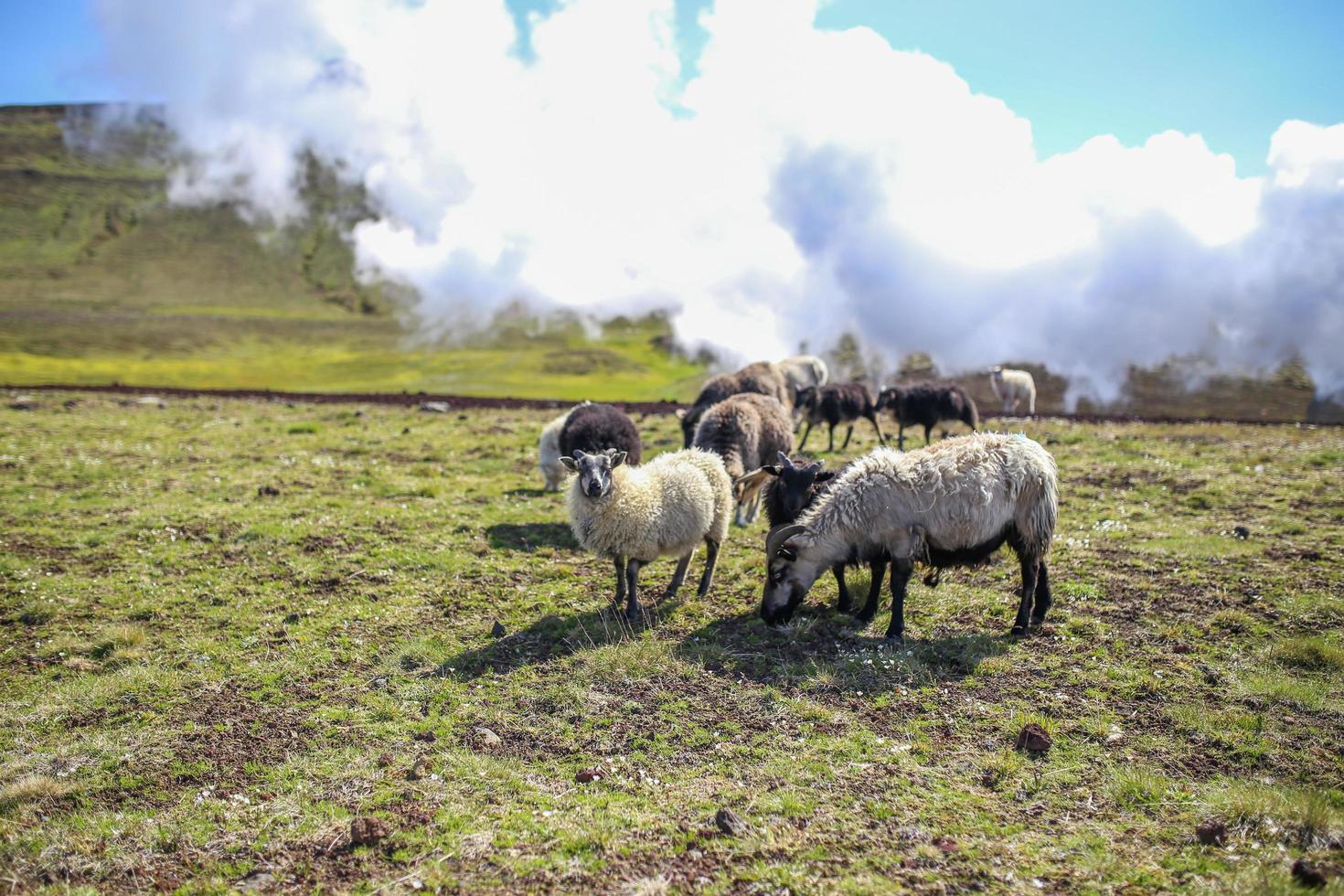 pecore al pascolo in islanda foto