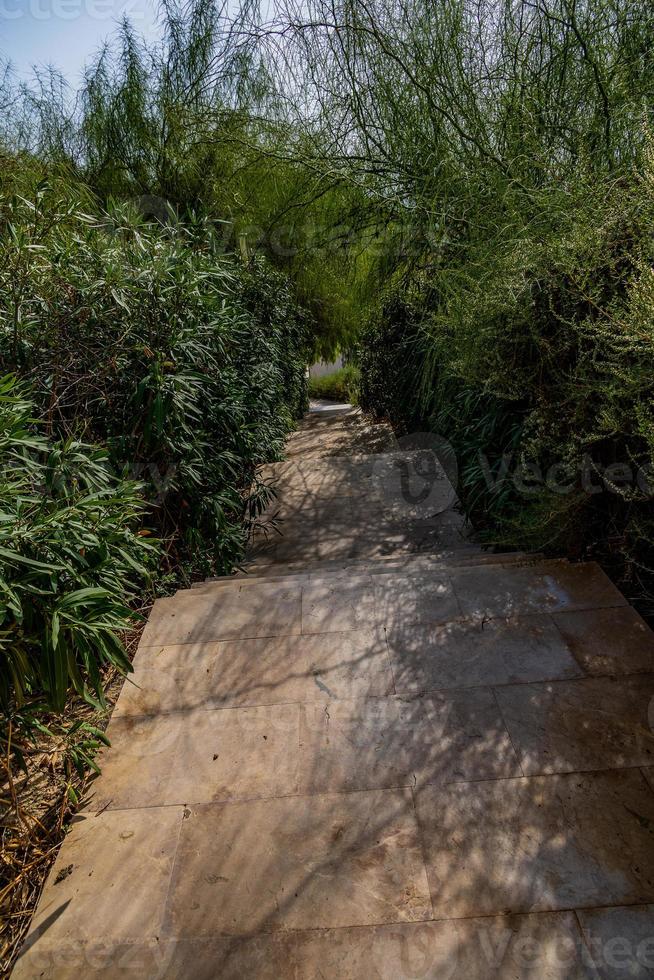 calcestruzzo strada con le scale giù circondato di alto annodato ornamentale erbe foto