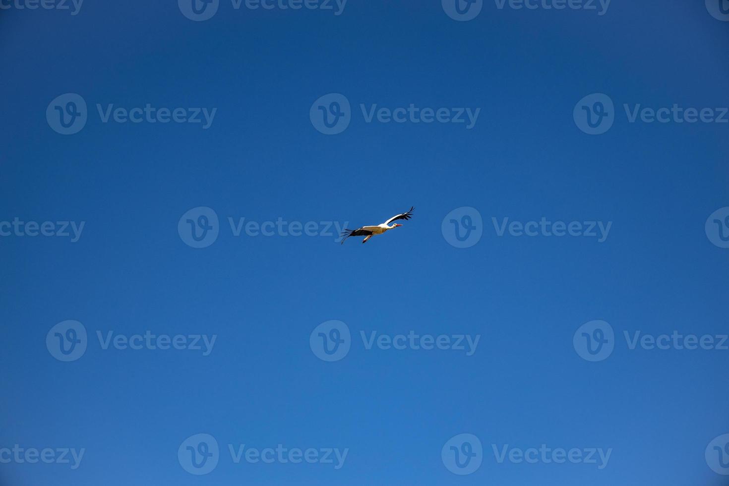 gratuito selvaggio nero e bianca cicogna nel volo contro il sfondo di il primavera senza nuvole blu cielo foto