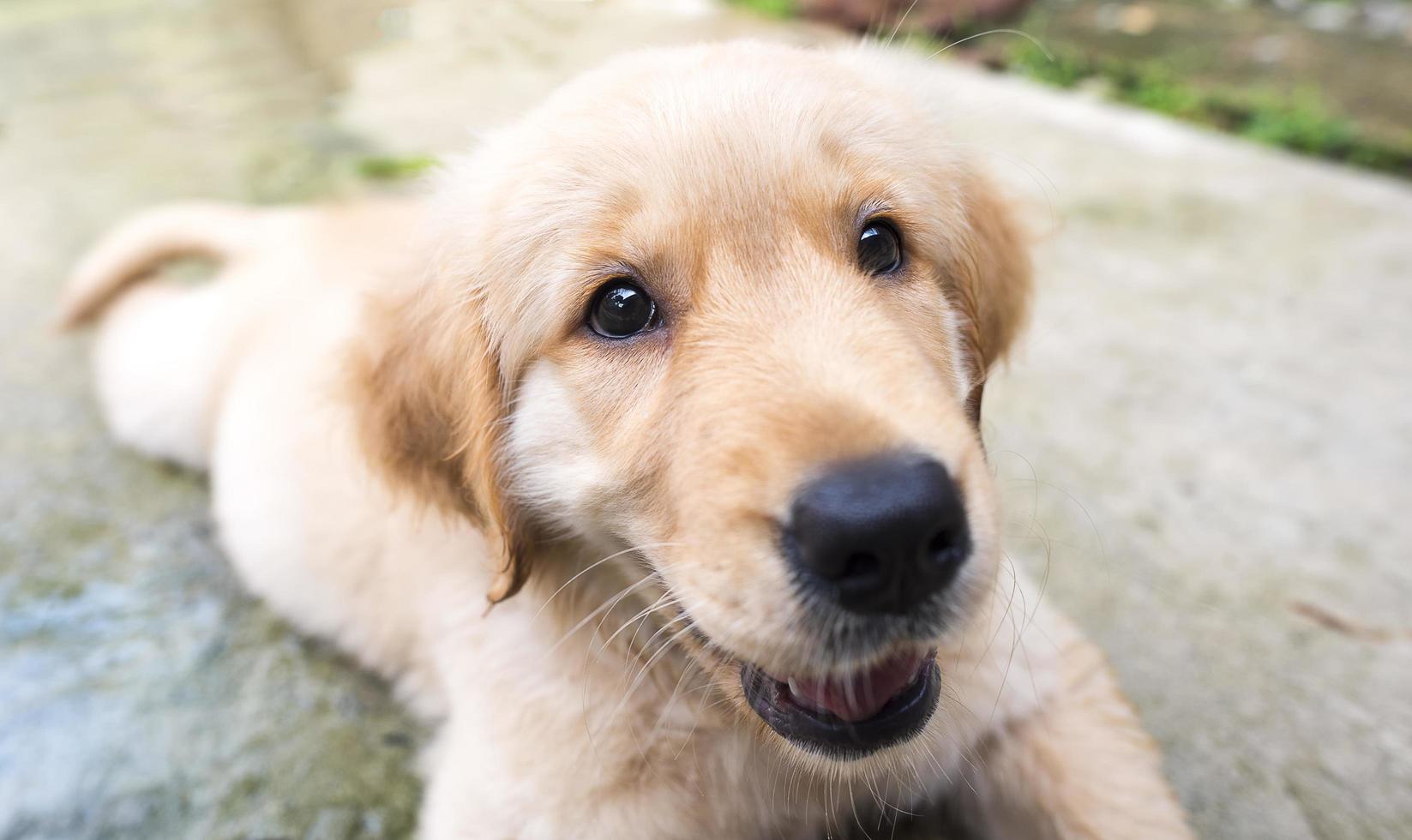 primo piano di un golden retriever foto