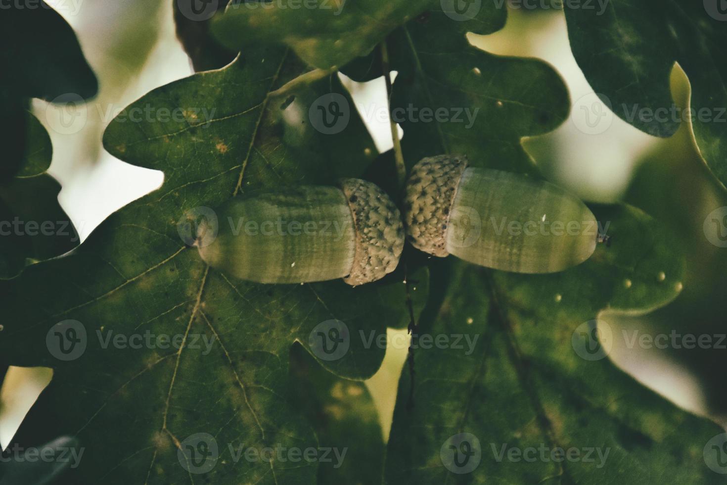 verde autunno ghiande su il ramo di un quercia tra il le foglie foto