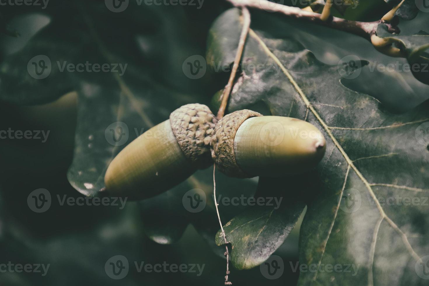 verde autunno ghiande su il ramo di un quercia tra il le foglie foto