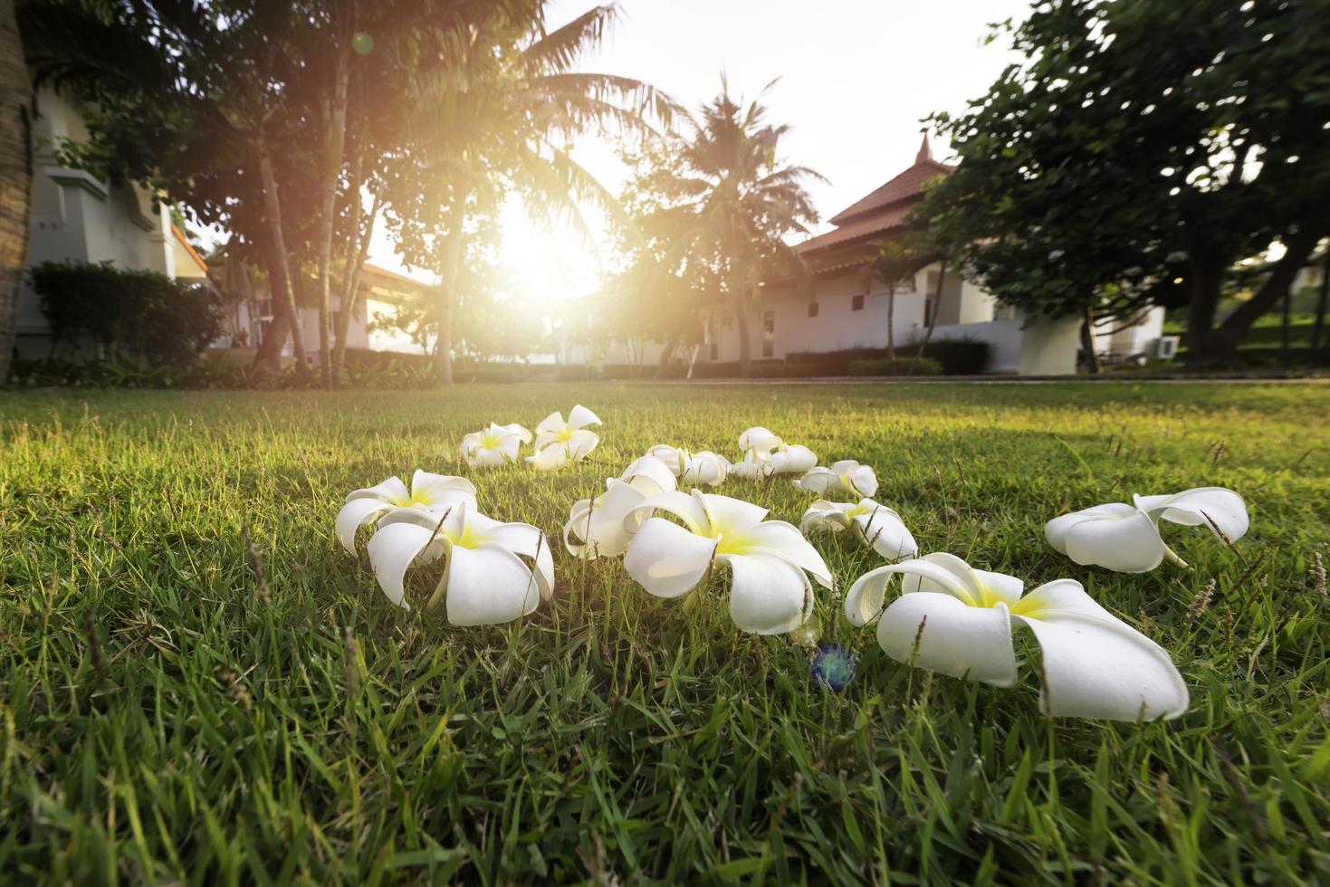 fiore tropicale della stazione termale di plumeria nel villaggio giardino foto