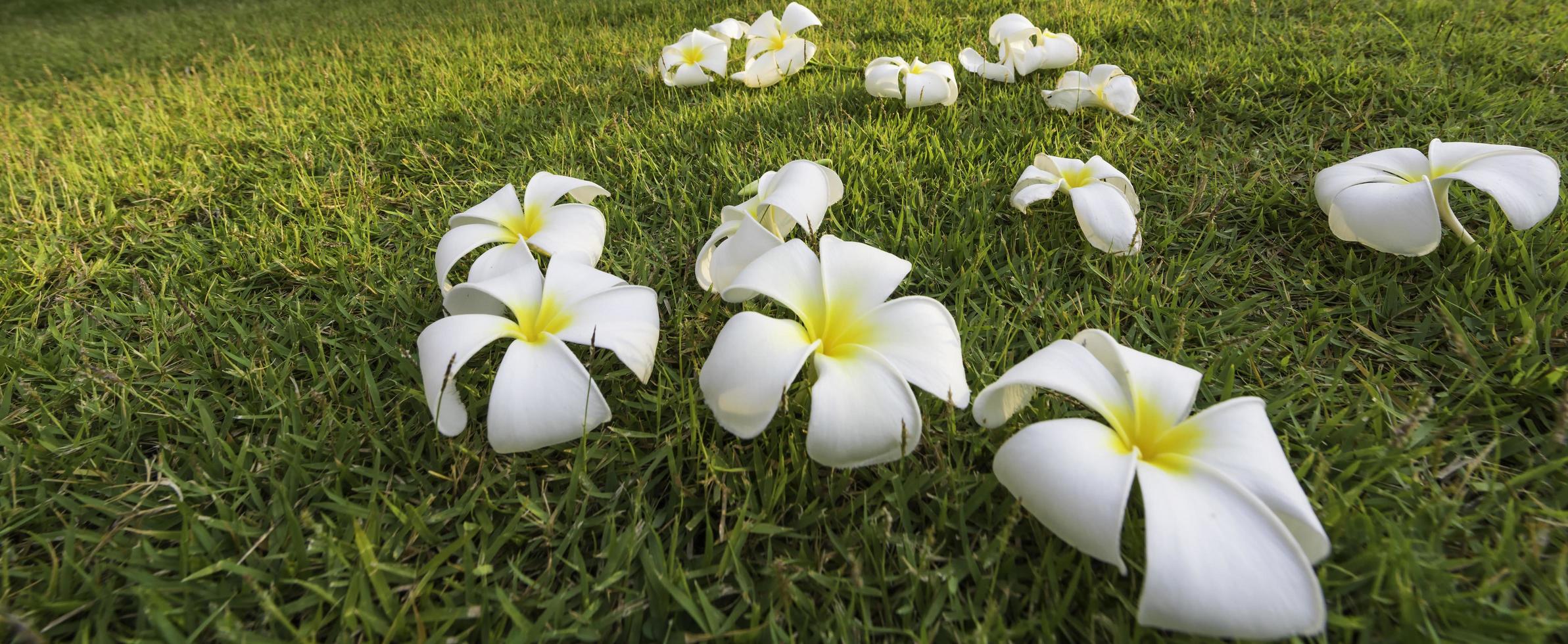 fiore tropicale della stazione termale di plumeria in un villaggio giardino foto