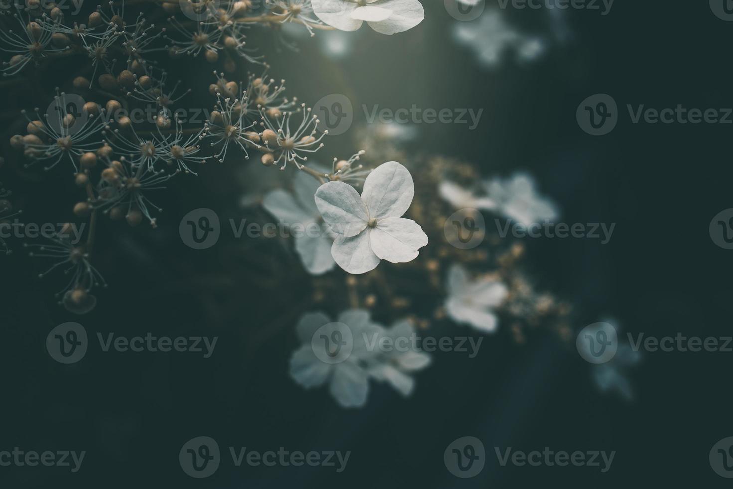 bianca piccolo fiore su il cespuglio nel il giardino foto