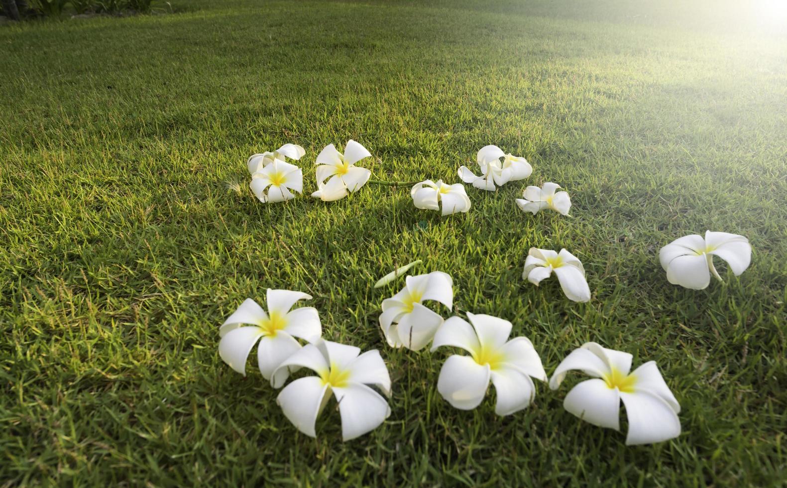 fiore tropicale della stazione termale di plumeria in un villaggio giardino foto