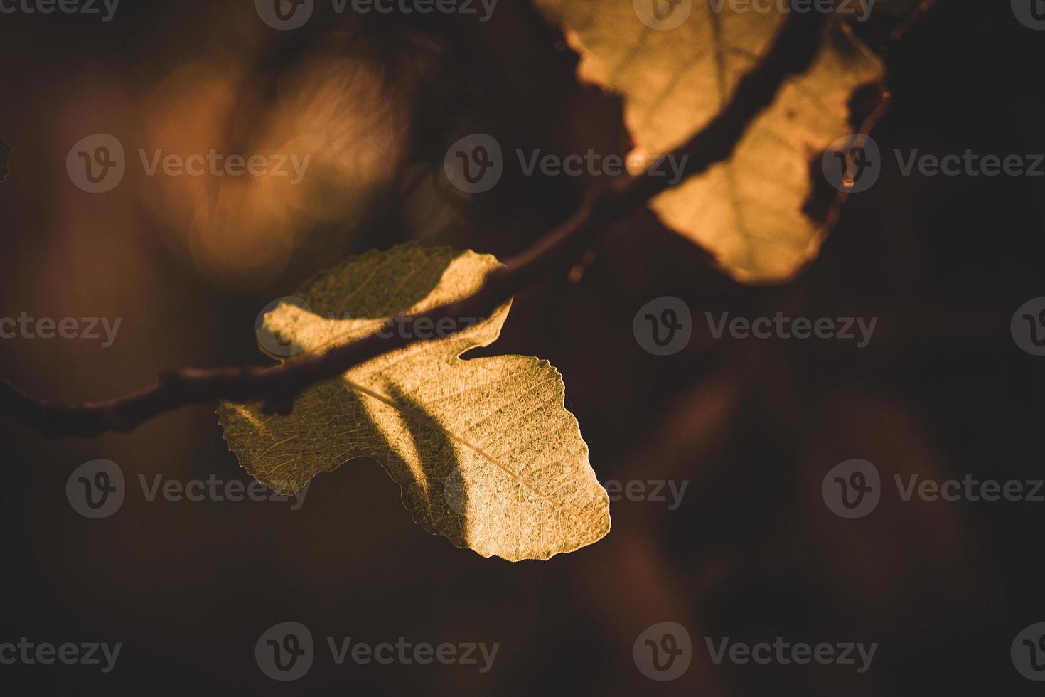 bellissimo autunno oro Marrone le foglie su un' albero su un' soleggiato giorno con bokeh foto