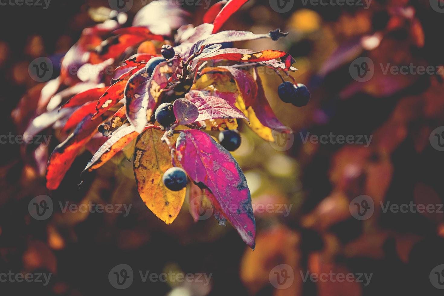 autunno rosso foglia arbusto le foglie nel il mezzogiorno sole foto