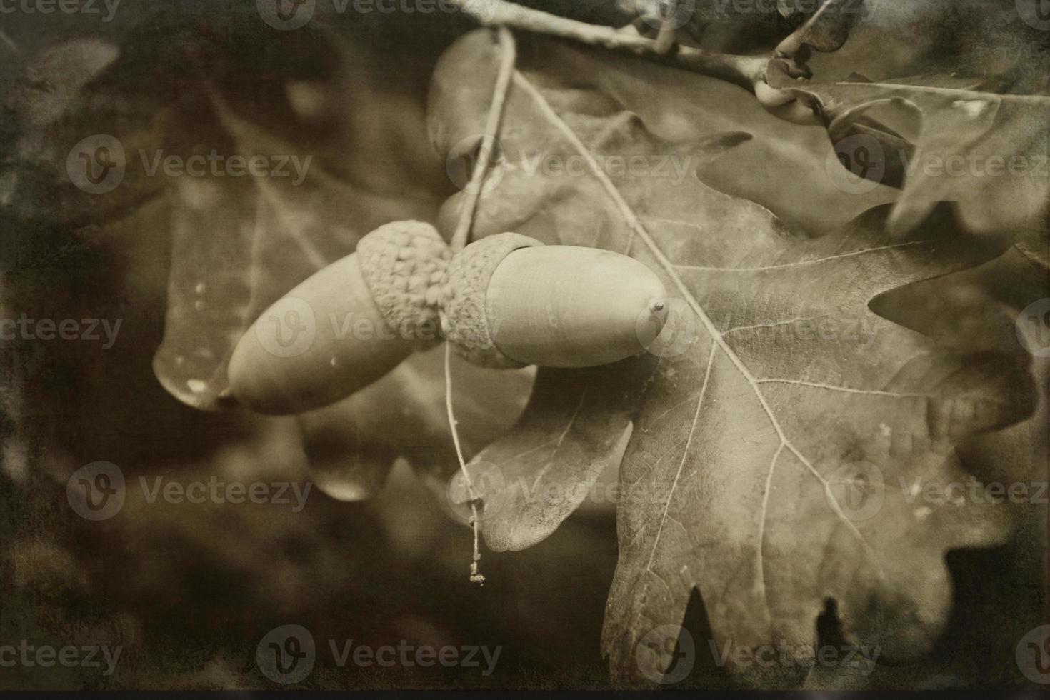 verde autunno ghiande su il ramo di un quercia tra il le foglie foto