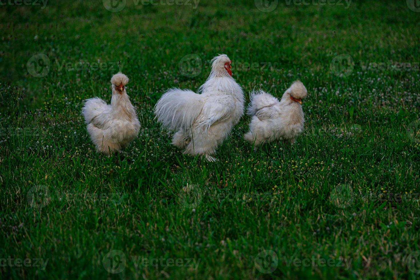 di razza galline su il verde erba nel il giardino su un' estate giorno biologico agricoltura foto