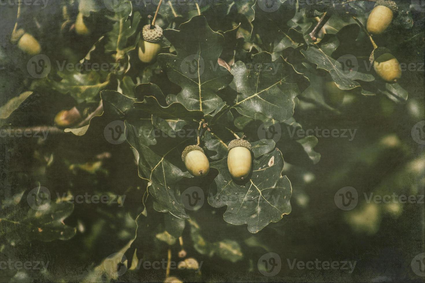 verde autunno ghiande su il ramo di un quercia tra il le foglie foto