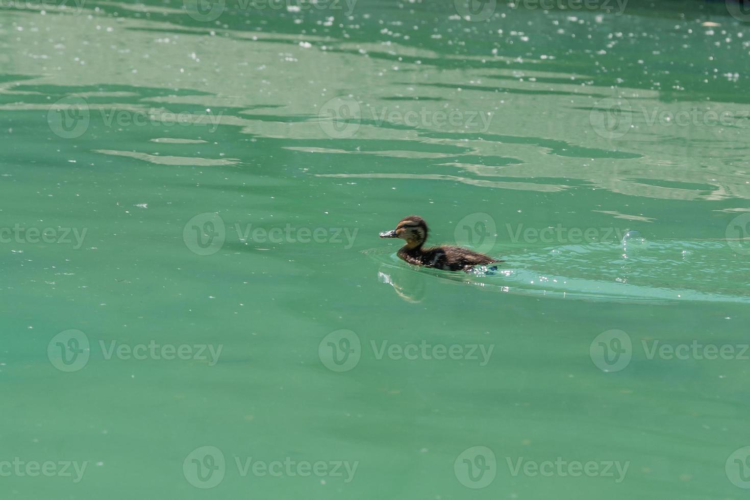 piccolo anatroccolo galleggiante su acqua foto