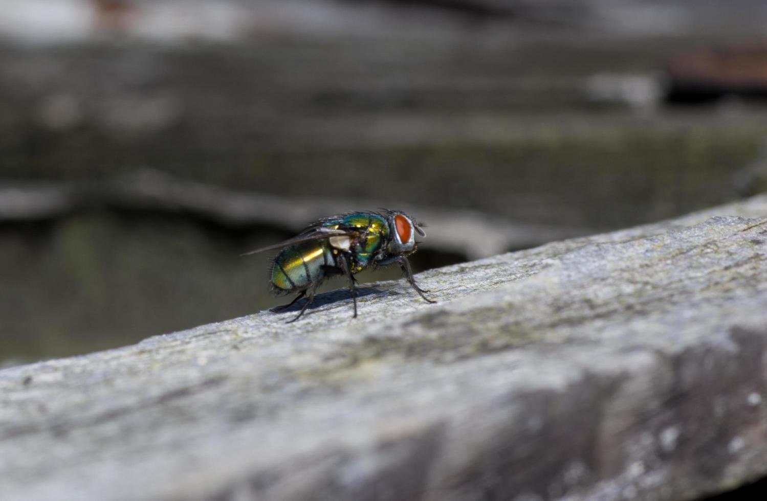 macro close up di una mosca domestica cyclorrhapha, una specie di mosca comune che si trova nelle case foto