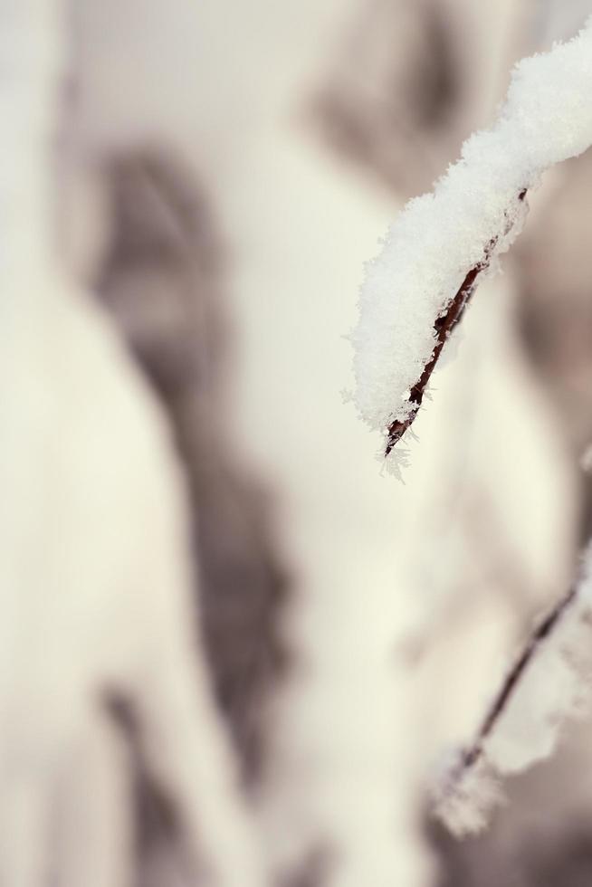 ghiaccio sui rami degli alberi foto