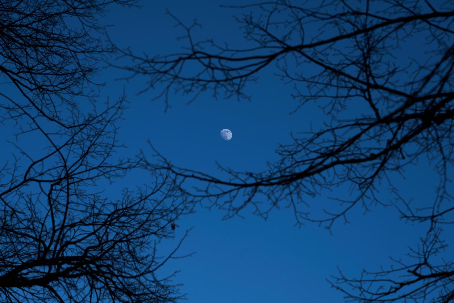 luna con i rami degli alberi foto