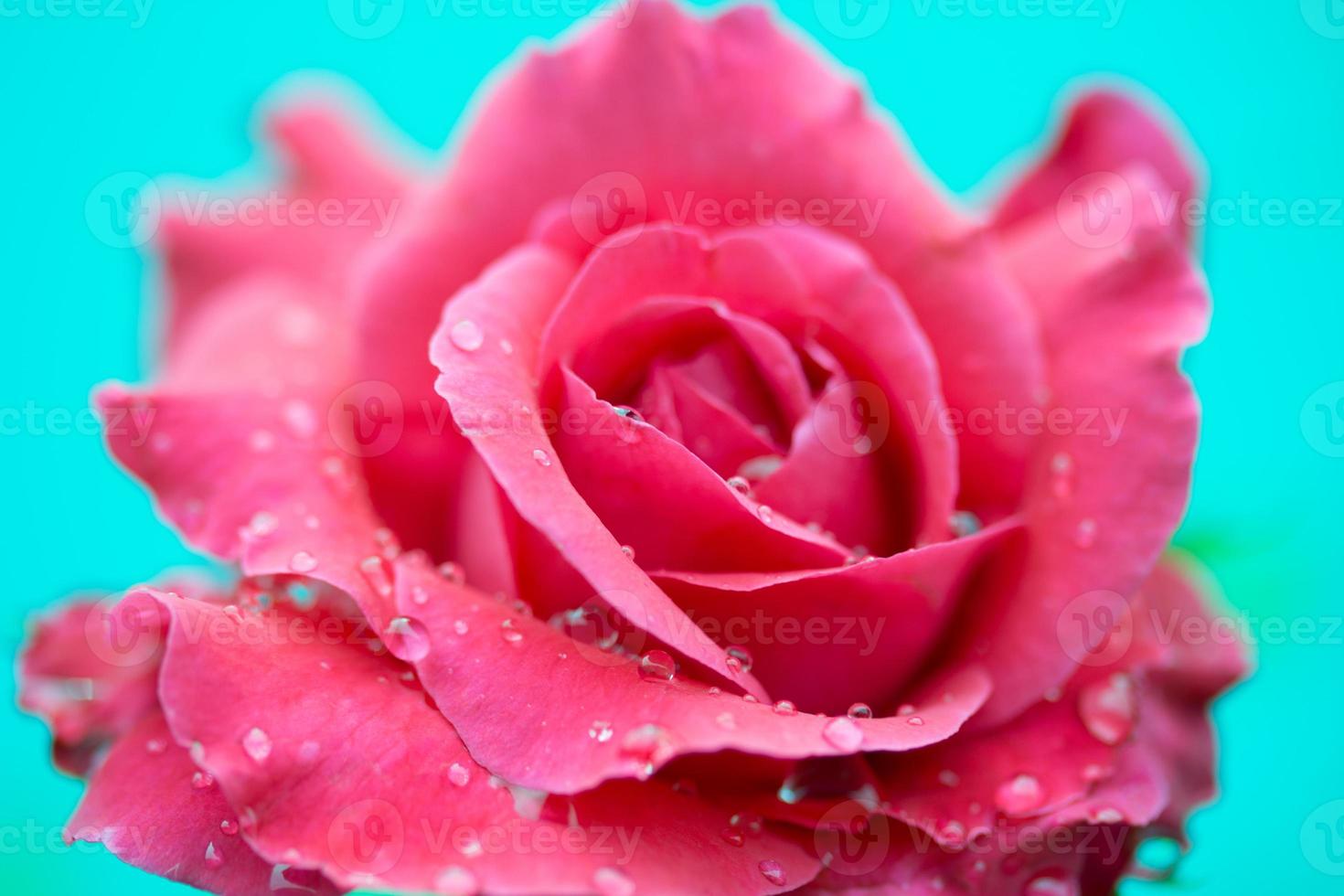 primo piano di una rosa rossa con gocce d'acqua foto