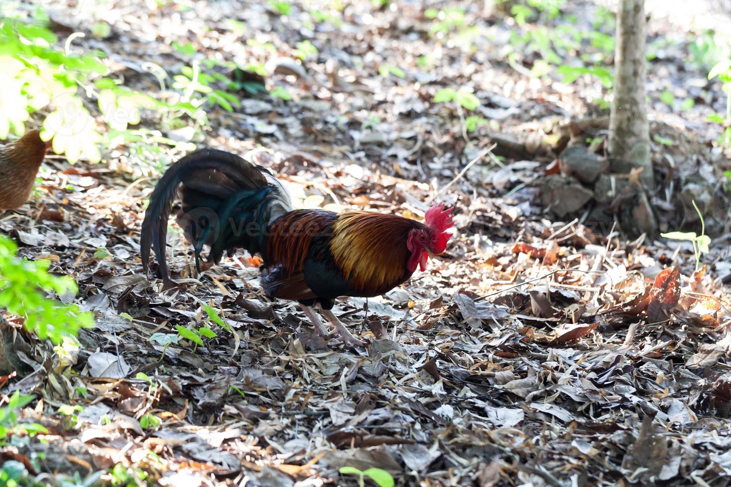 ravvicinata di un pollo con un pettine rosso foto