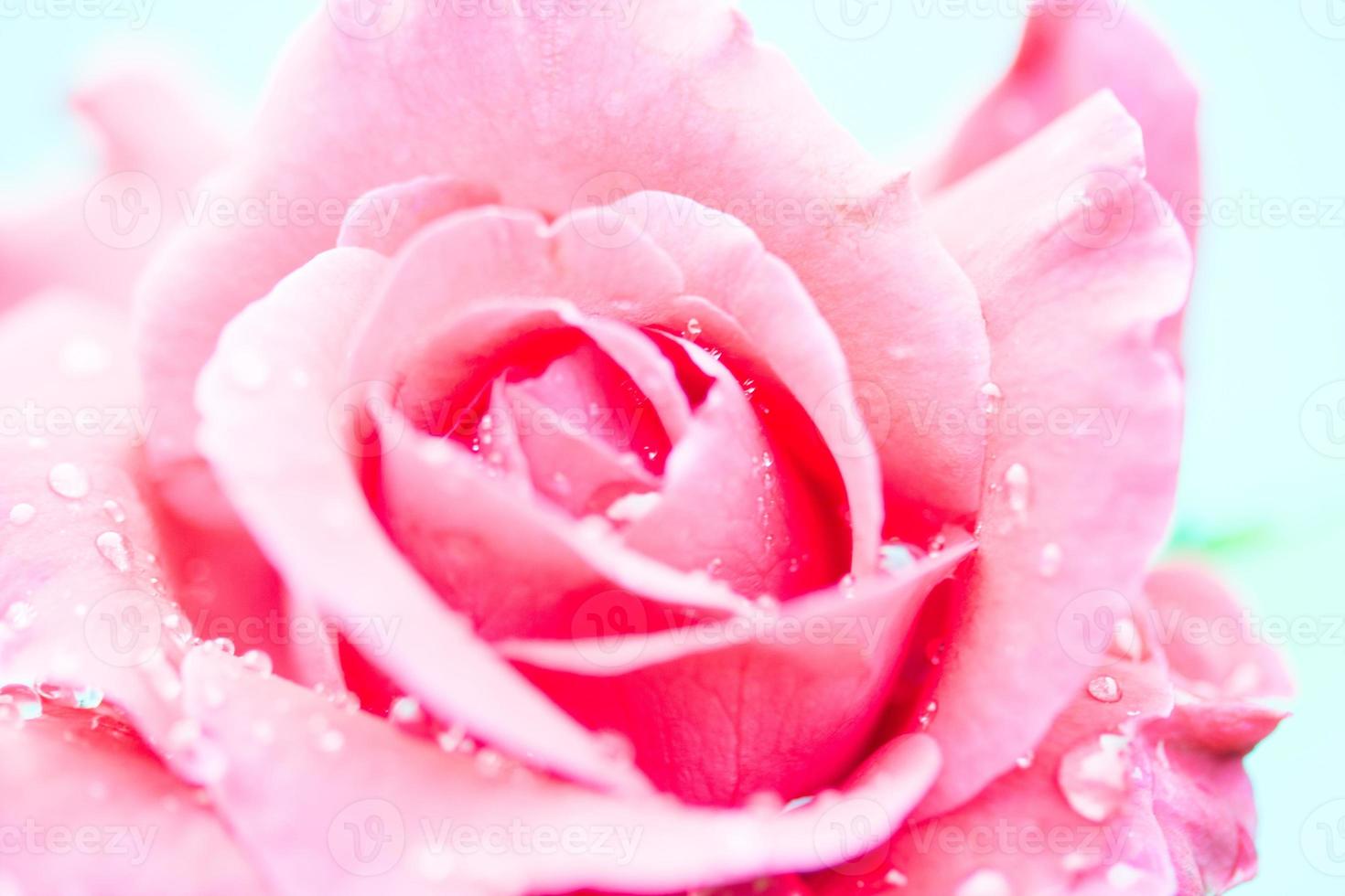 macro ravvicinata di una rosa con gocce d'acqua foto