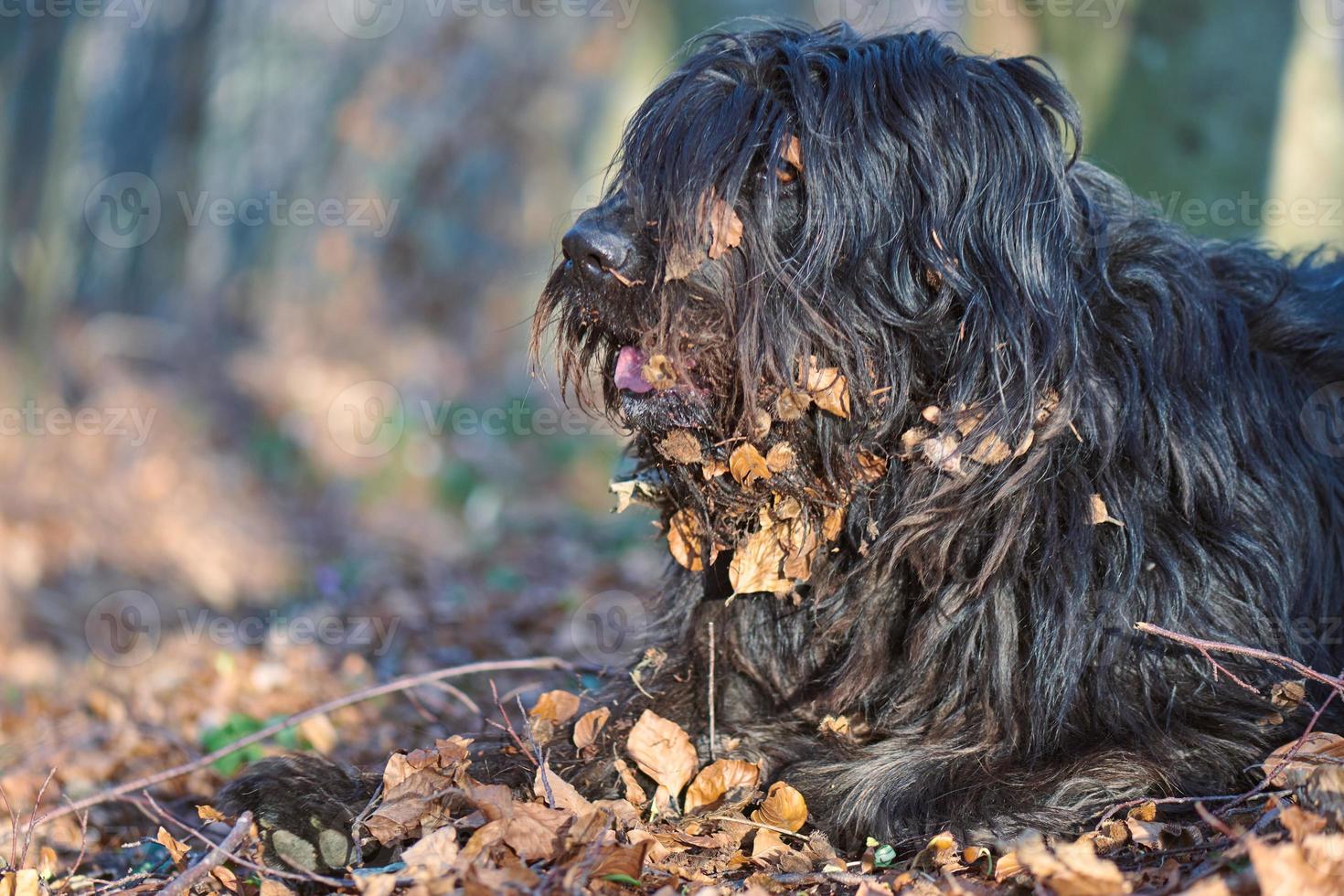 cane sulle foglie d'autunno foto