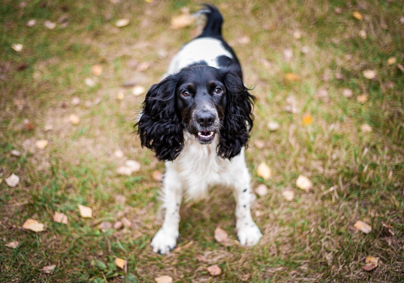 Russian spaniel ritratto di un cane foto