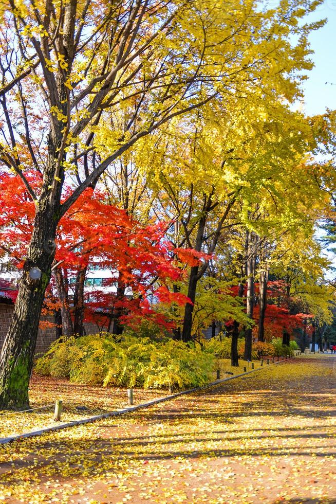 luminosa colorato acero le foglie su il ramo nel il autunno stagione. foto