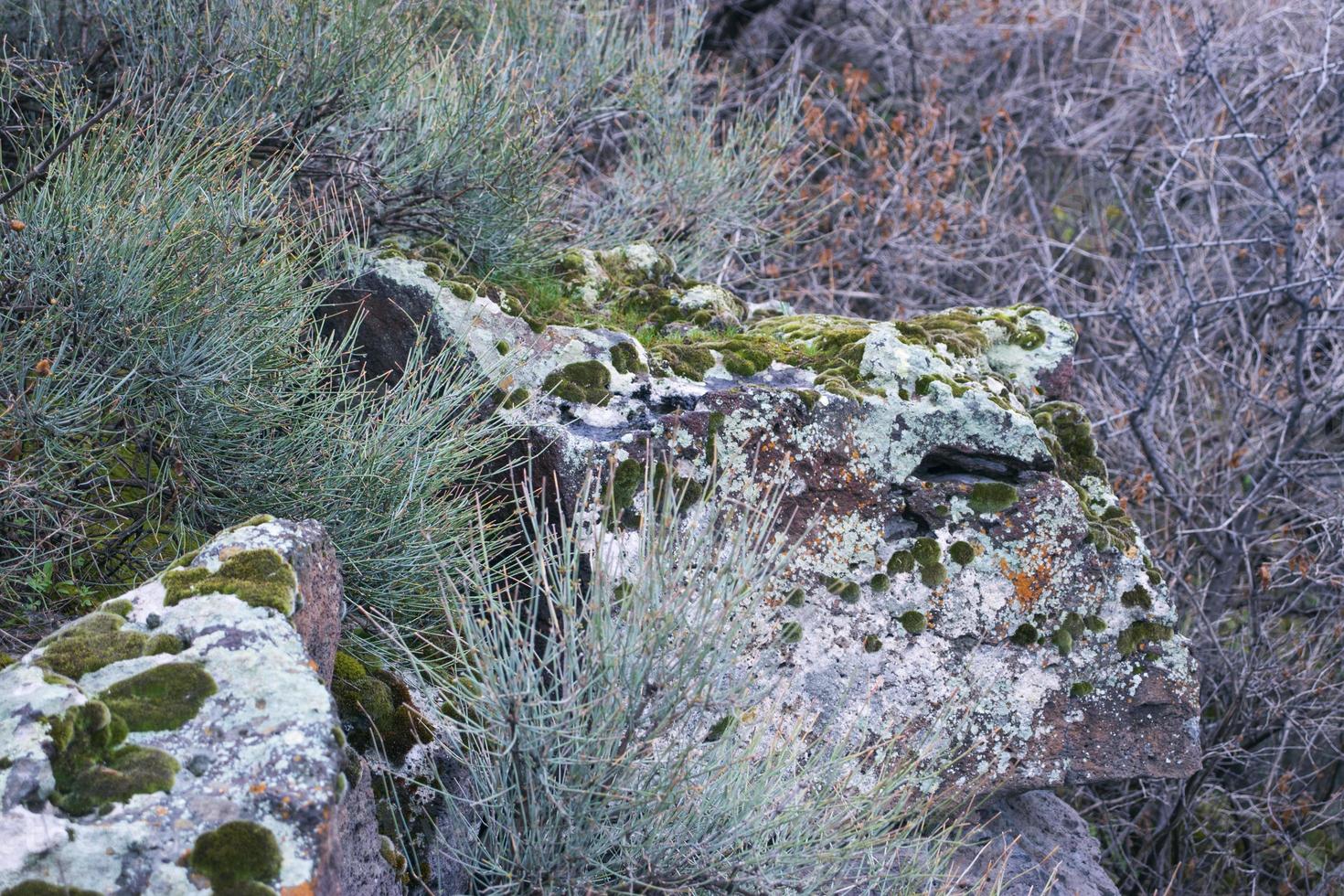 vicino su muschio e ruvido pietre e su il pavimento nel il foresta. equiseto campo cresce nel il selvaggio. rocce pieno di il muschio foto