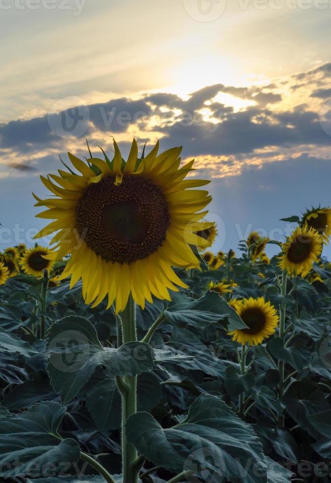 girasoli al tramonto foto