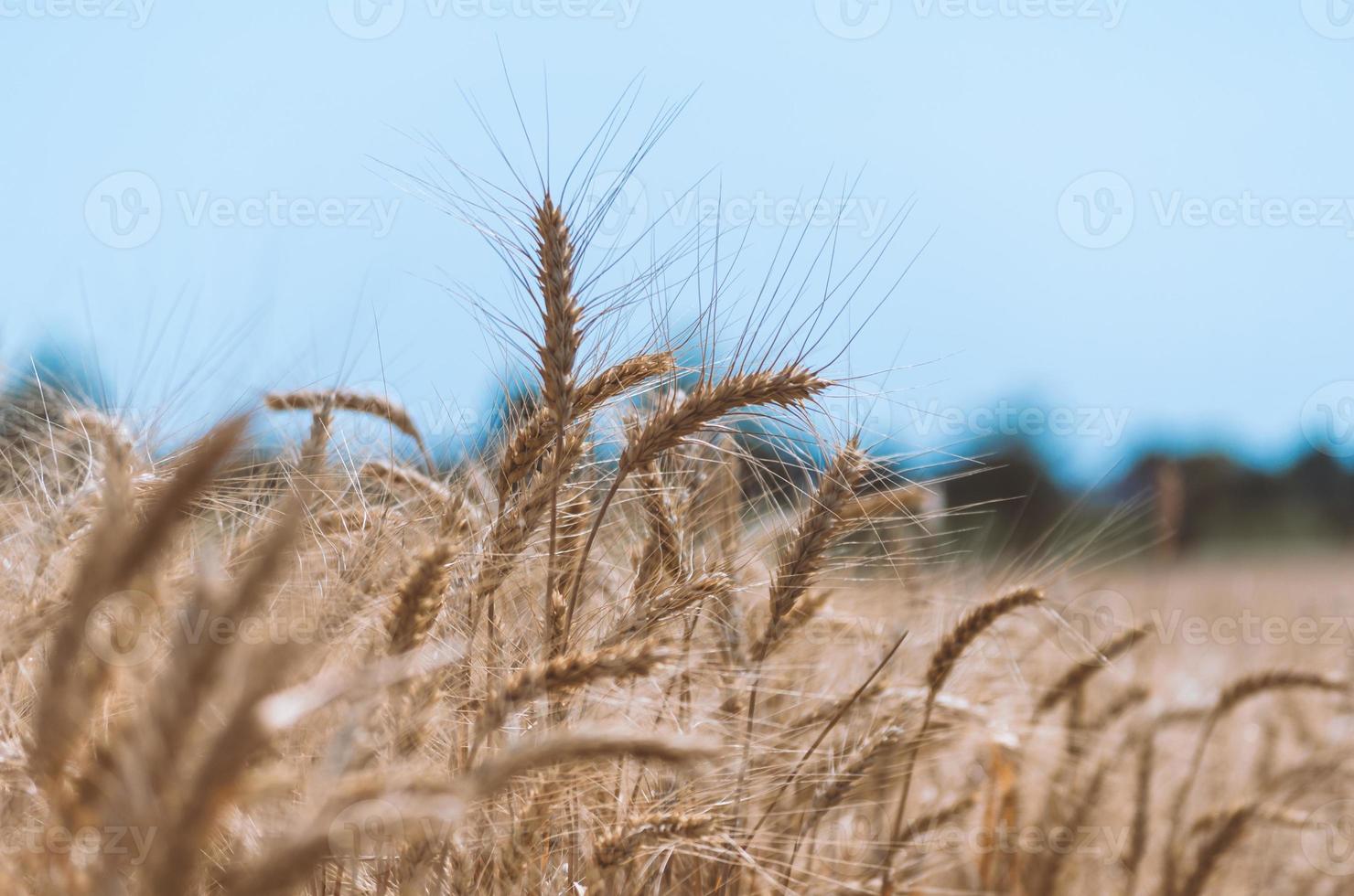 campo di grano durante il giorno foto