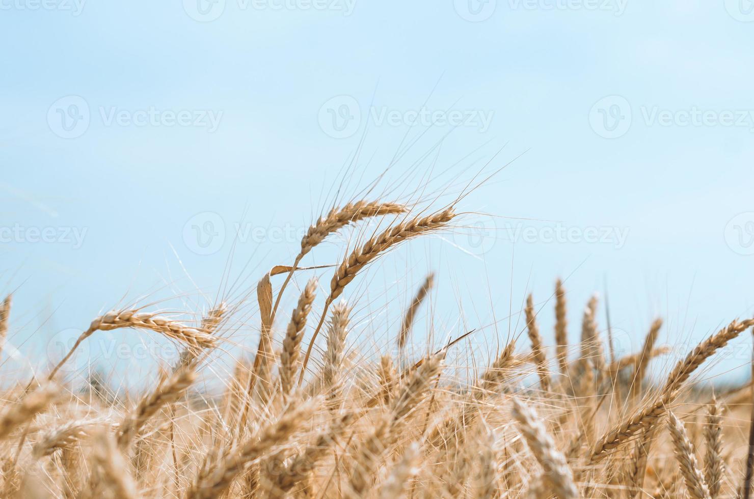 campo di grano contro il cielo foto