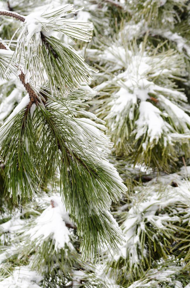 neve e aghi di pino foto