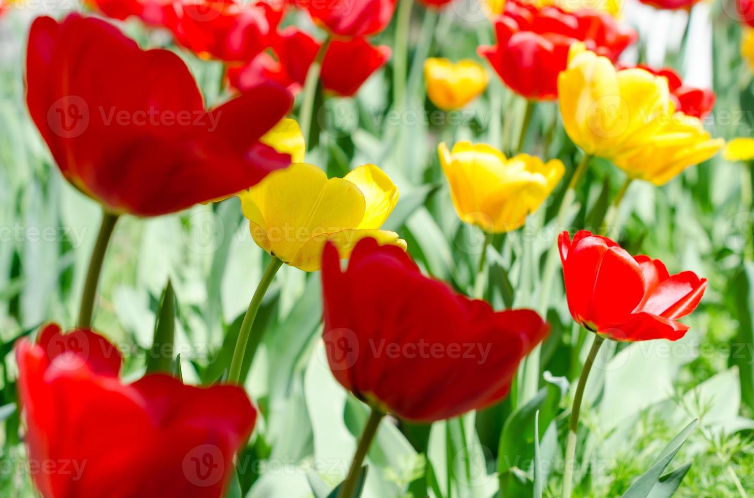tulipani gialli e rossi foto