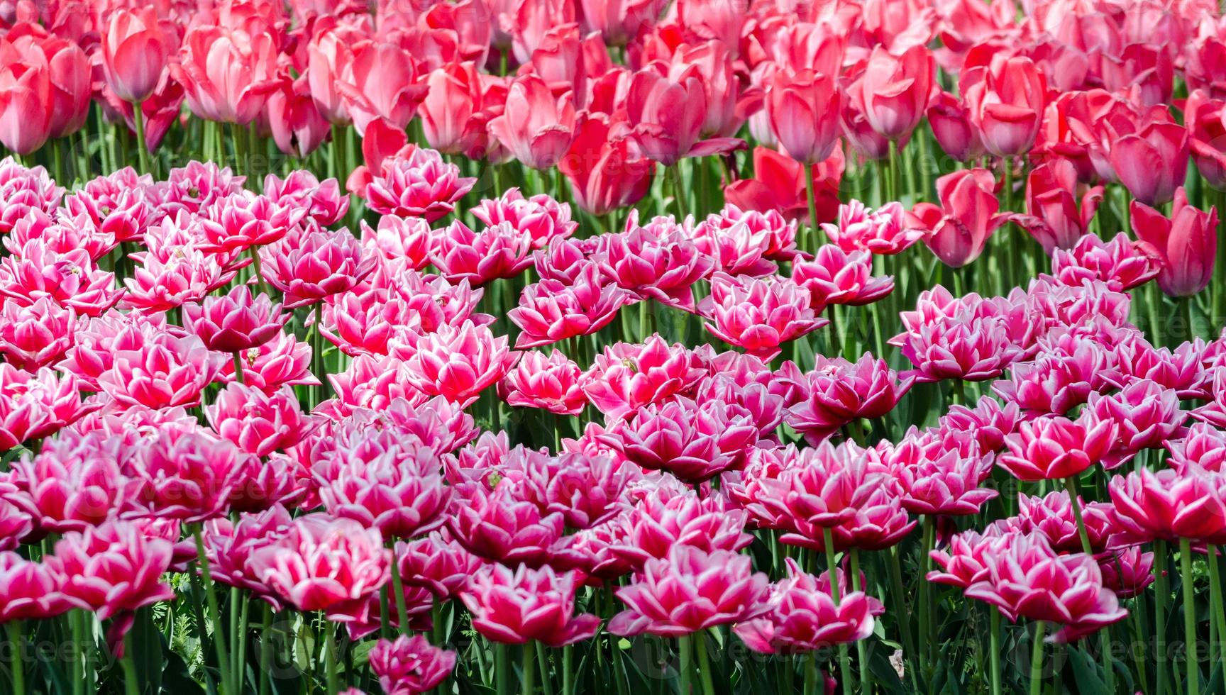 campo di tulipani ibridi rosa foto
