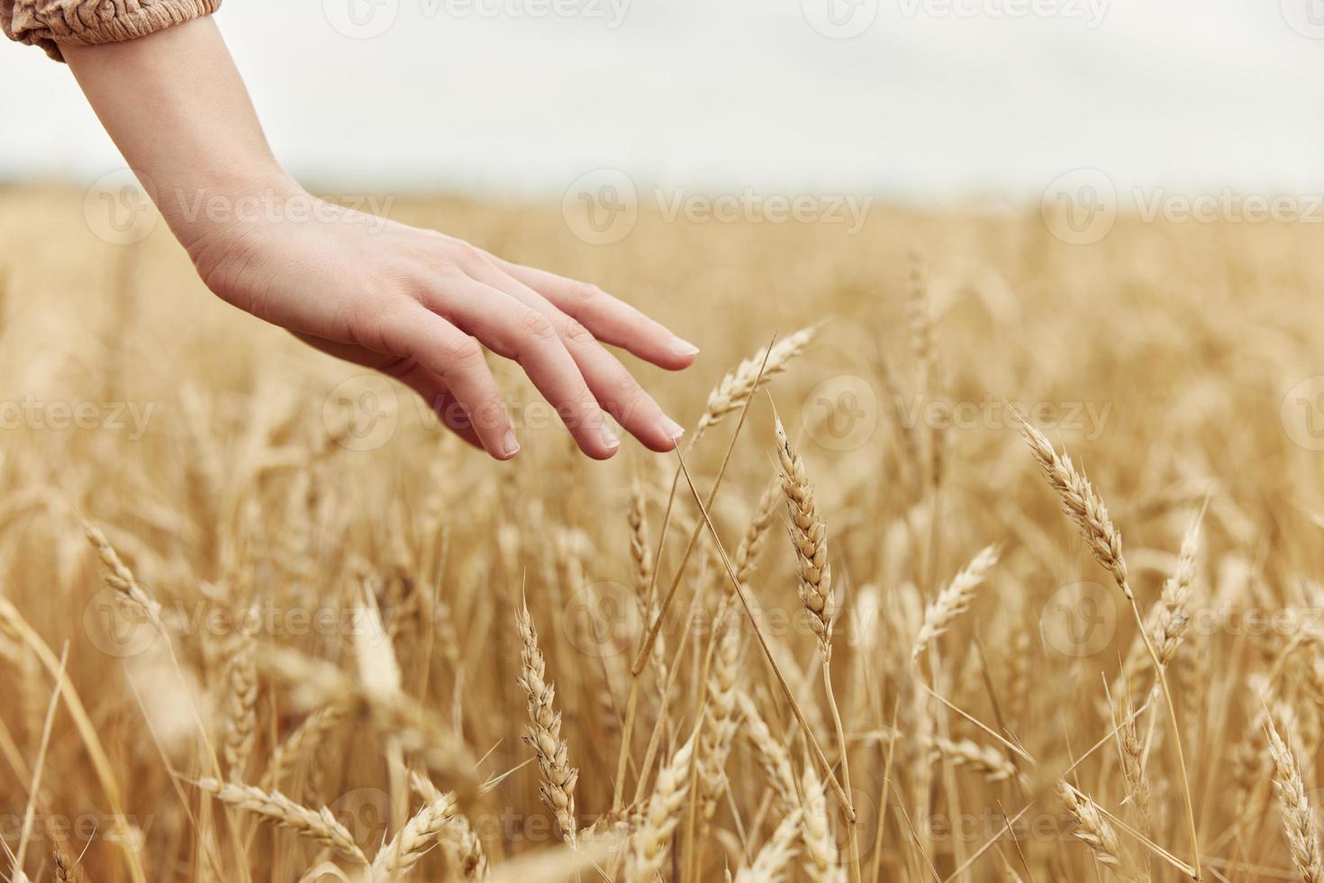 femmina mano il contadino ha riguardato il maturazione di Grano orecchie nel presto estate raccogliere foto