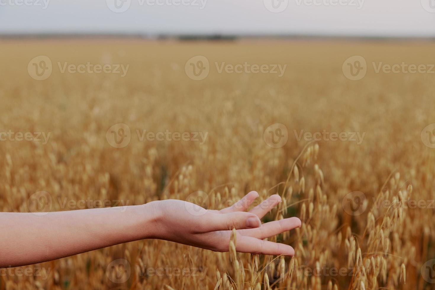 femmina mano Grano campo natura agricoltura industria raccogliere foto