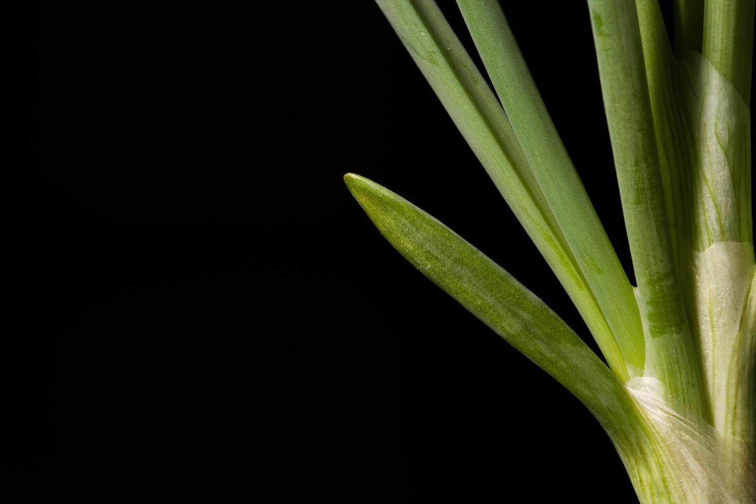 cipolla verde su sfondo nero foto