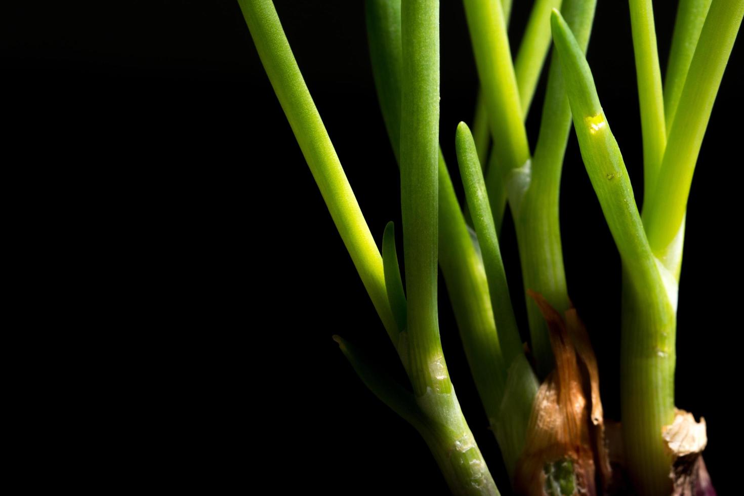 cipolla verde su sfondo nero foto