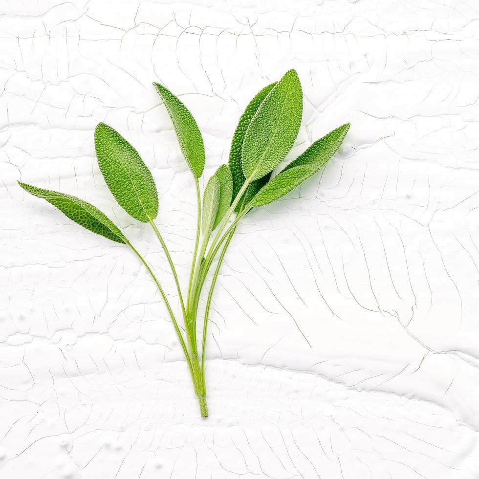 Close up di foglie di salvia fresca su uno sfondo di legno bianco. medicina alternativa, salvia officinalis fresca su una distesa piatta foto