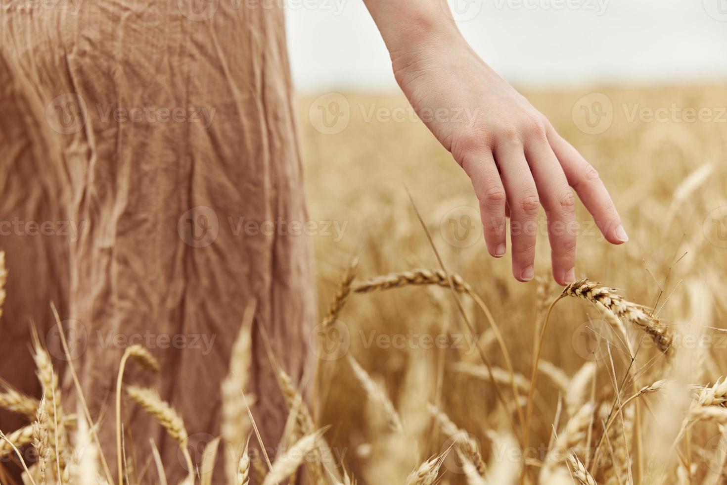 Immagine di spighette nel mani campagna industria coltivazione infinito campo foto