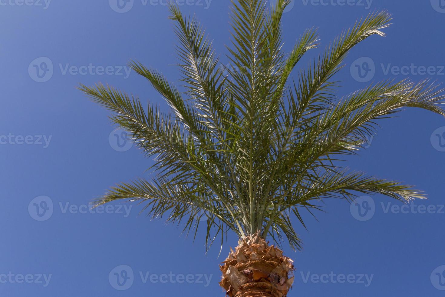 superiore di palma albero contro blu cielo foto