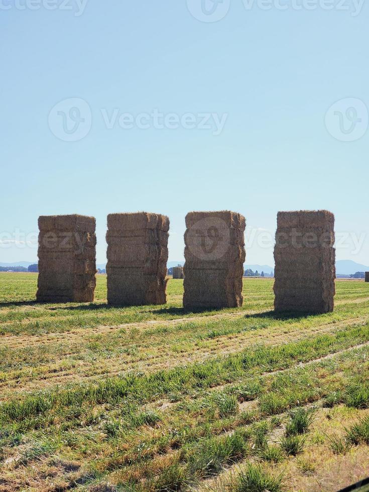 grande pile di fieno su un' agricoltura campo foto