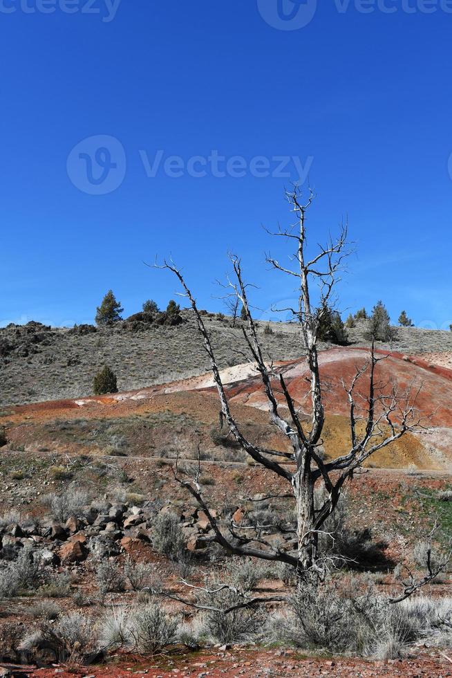 nudo albero a il dipinto colline nel Wheeler contea, Oregon foto