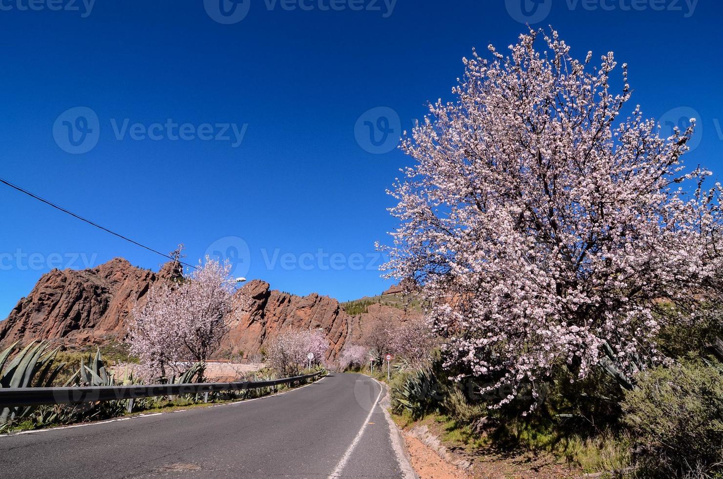 strada in campagna foto