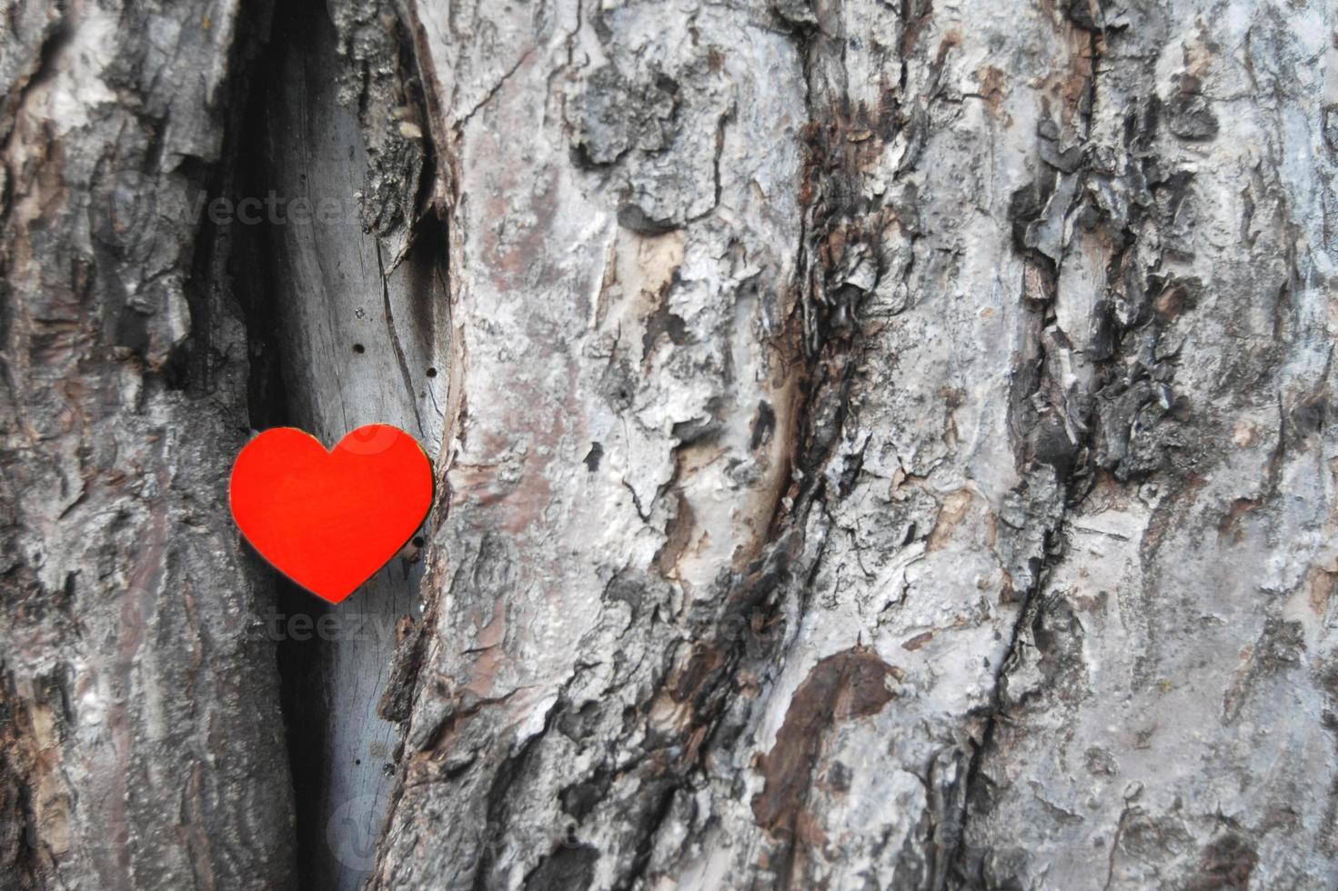 rosso carta cuore nel vecchio albero cavo foto